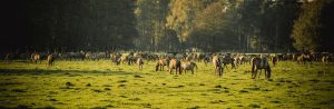 Wildpferde - schönes Fotomotiv