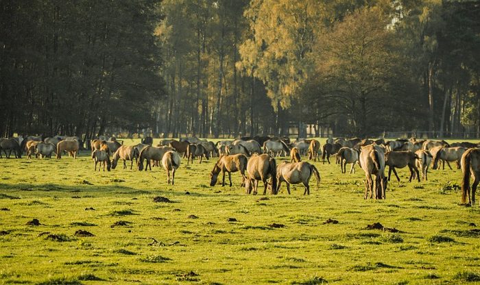 Wildpferde – in welchen Ländern findet man sie noch?